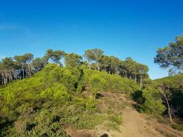 Mountain top with young pines and pine trees photo