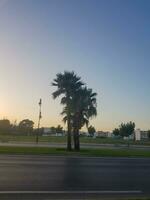 palma árbol en el urbano paisaje foto