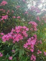 Stunning Oleander Flowers as a Foreground photo