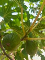 Fresh fig fruit on a branch photo