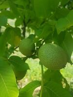 Green walnuts Hanging on a Branch photo