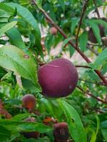 Lush Peach Fruits Hanging on Branch, A Mouthwatering Scene of Abundance photo