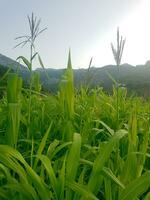 Great millet field in the Moroccan countryside photo