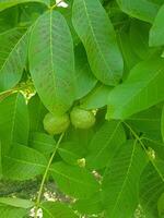 Walnuts in a Walnut Shell photo