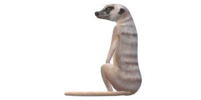 meerkat geïsoleerd Aan een transparant achtergrond png