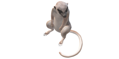 suricate isolé sur une transparent Contexte png