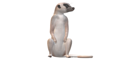 meerkat geïsoleerd Aan een transparant achtergrond png