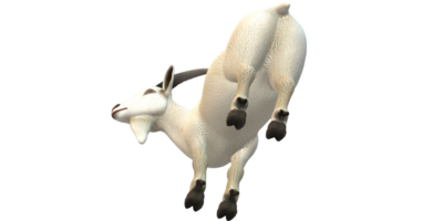 Goat isolated on a Transparent Background png