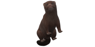 Mink isolated on a Transparent Background png