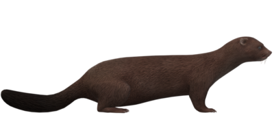 mink isolerat på en transparent bakgrund png