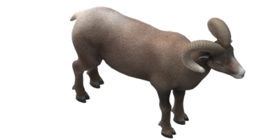 Ram isolated on a Transparent Background png