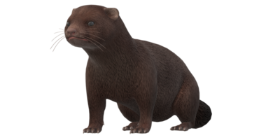 Mink isolated on a Transparent Background png