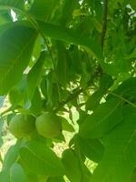 Walnut Seeds in a Walnut Tree photo