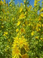 The thistle - a plant with a long history of human use photo