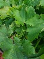 A bunch of grapes is growing photo