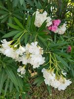 Bright beautiful white oleander flowers photo