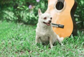 feliz perro chihuahua de pelo corto marrón sentado en la hierba verde con guitarra acústica en el jardín. foto