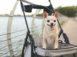 Happy brown short hair Chihuahua dog  standing in pet stroller on walk way fence by water in the lake. smiling and looking at camera. photo