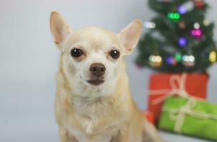 brown short hair chihuahua dog sitting on white background with Christmas tree and red and green gift box. photo