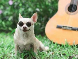 contento marrón corto pelo chihuahua perro vistiendo Gafas de sol sentado con acústico guitarra en verde pastos en el jardín, sonriente. foto