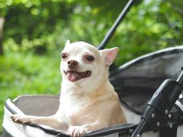 brown short hair chihuahua dog standing in pet stroller in the garden. Smiling happily. photo