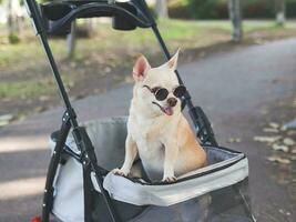 Happy brown short hair Chihuahua dog wearing sunglasses, standing in pet stroller in the park. Smiling happily. photo