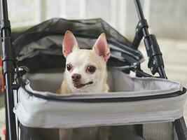 brown short hair chihuahua dog sitting in pet stroller outdoor. photo