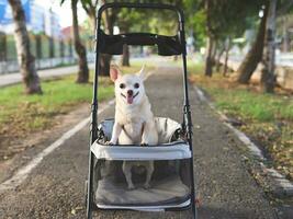 Happy brown short hair Chihuahua dog  standing in pet stroller in the park. Smiling happily and looking at camera. photo