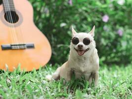 contento marrón corto pelo chihuahua perro vistiendo Gafas de sol sentado con acústico guitarra en verde pastos en el jardín, sonriente. foto