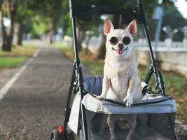 Happy brown short hair Chihuahua dog wearing sunglasses, standing in pet stroller in the park. Smiling happily. photo