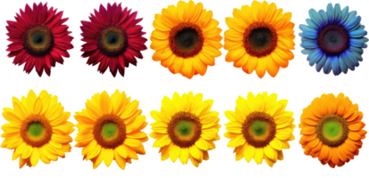 AI Generated Set of sunflowers shot from above in various colors Isolated on transparent background. png