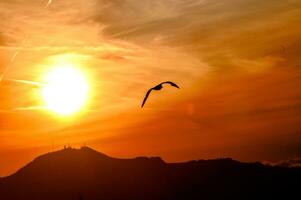 A bird flying in the sky at sunset near the sun disc. photo