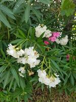 un blanco adelfa flor es floreciente foto