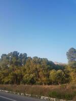 Scene of olives near pine trees photo