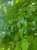 Lush walnut trees and their green seeds photo