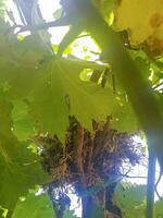 Bird nest in a branch of a vine tree photo