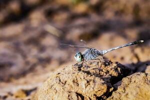 Macro image of a dragonfly sitting on a rock in the afternoon. photo