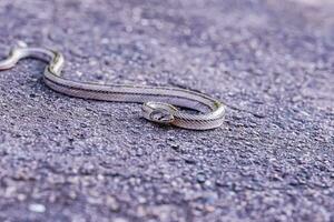 un pequeño serpiente fotografiado a cerca rango eso es un sitio ese viene fuera a encontrar comida durante el tiempo de día. quien son a riesgo de convirtiéndose víctimas de pequeño serpiente cazadores foto