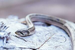 A small snake photographed at close range It is a place that comes out to find food during the daytime. who are at risk of becoming victims of small snake hunters. photo