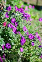 Purple petunia flowers photo