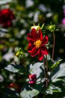 Red dahlia flower in the park photo