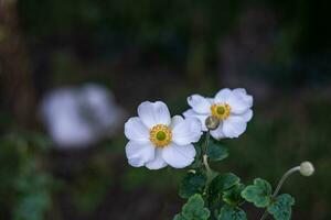 White ranunculus flowers in the garden photo