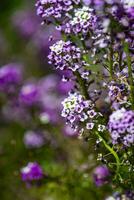 Close up of seasonal flowers photo