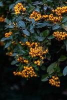 Ripe yellow rowan berries photo