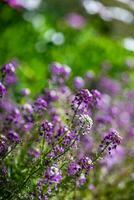 Close up of seasonal flowers photo