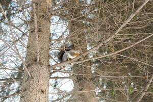 Red squirrel sitting on the tree photo