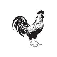 Rooster Image Vector, art and Design vector