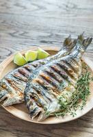 Grilled Dorade Royale Fish photo