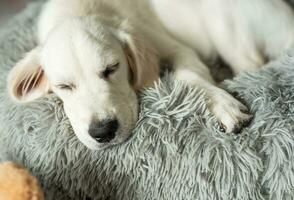 A puppy of a golden retriever is resting in a dog bed. photo