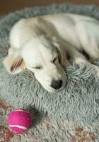 A puppy of a golden retriever is resting in a dog bed. photo